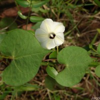 Ipomoea obscura (L.) Ker Gawl.